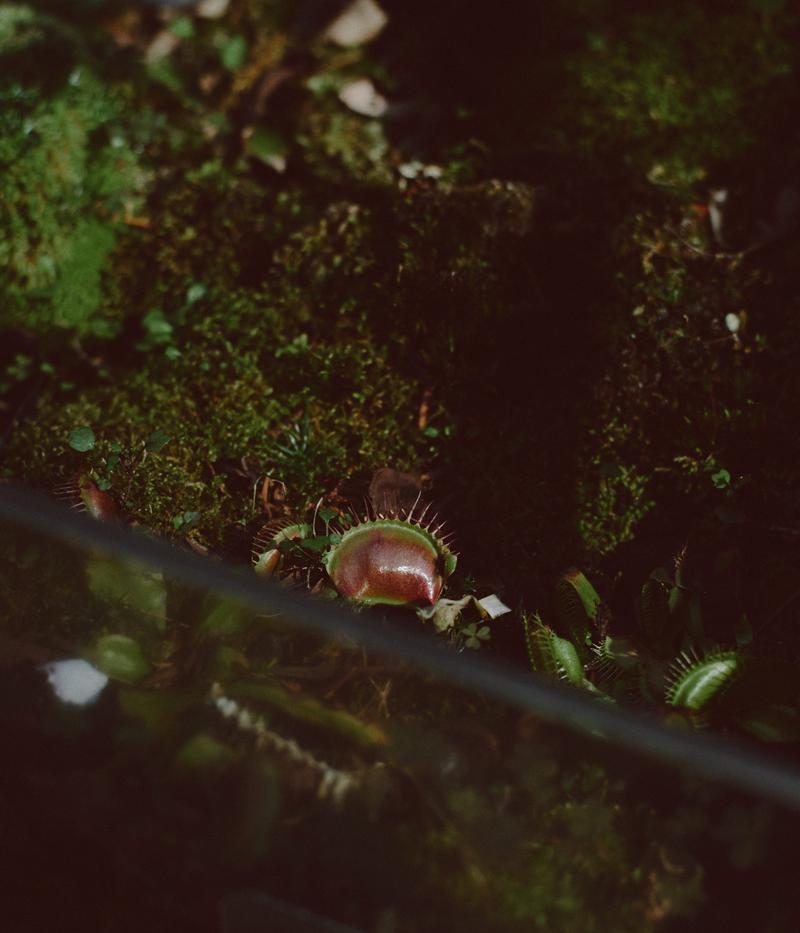 苔に覆われた湿った環境の中に群生するハエトリソウとトゲトゲの突起がある球体のモルボル