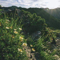 朝日を受ける笠ヶ岳のチングルマ群生の写真