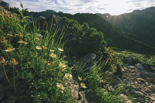 朝日を受ける笠ヶ岳のチングルマ群生