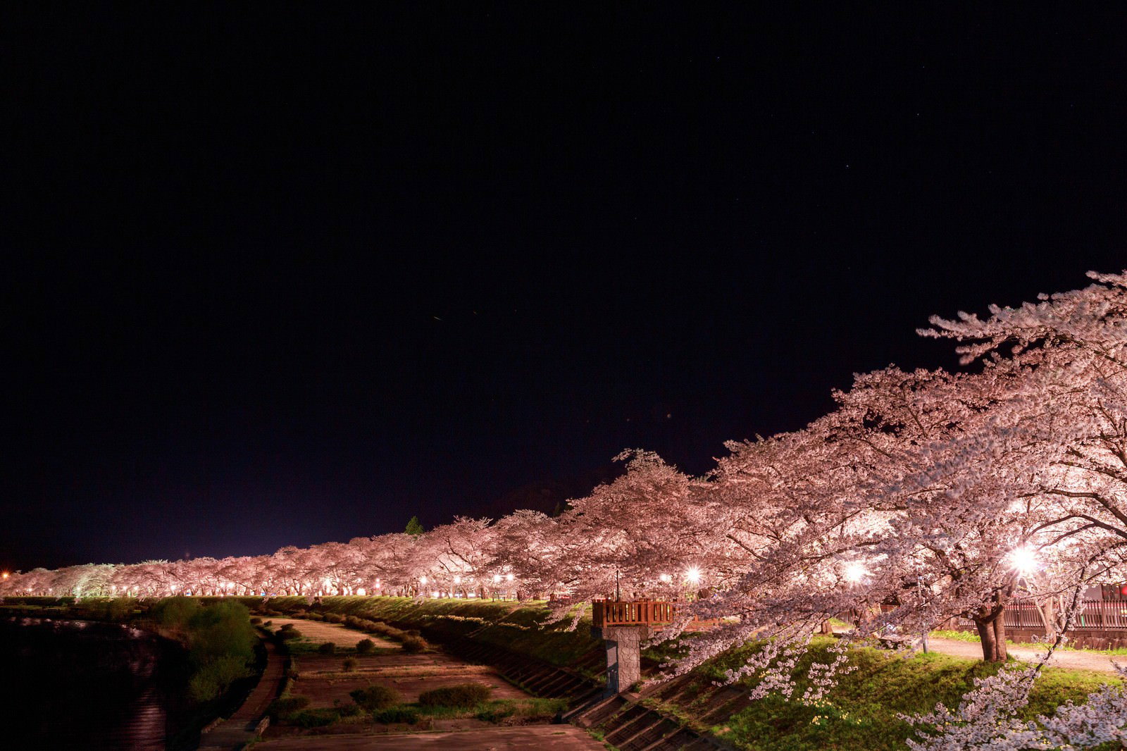 角館桧木内川沿いの満開の桜並木が夜間ライトアップされている風景