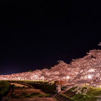 秋田県角館の桧木内川沿いの夜桜ライトアップの写真