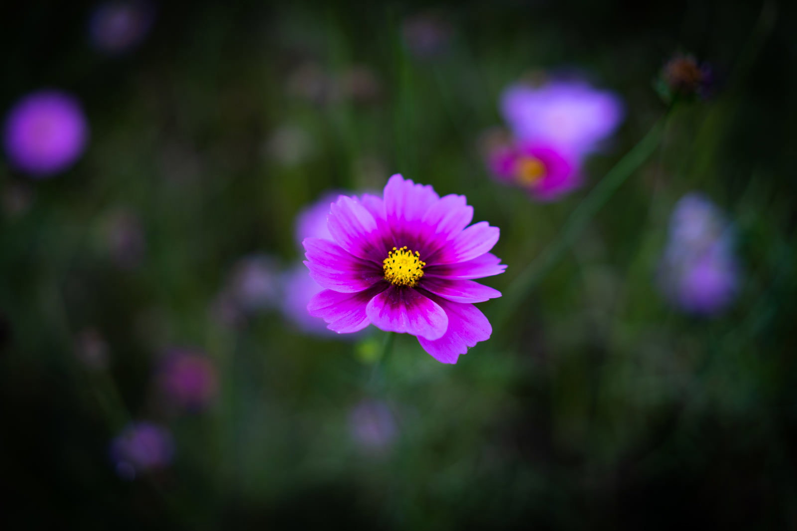 鮮やかな紫色の花弁を持つコスモスの花、背景に緑の葉とぼかされた紫の花