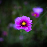 鮮やかな色彩のコスモスが咲く秋桜の花の写真