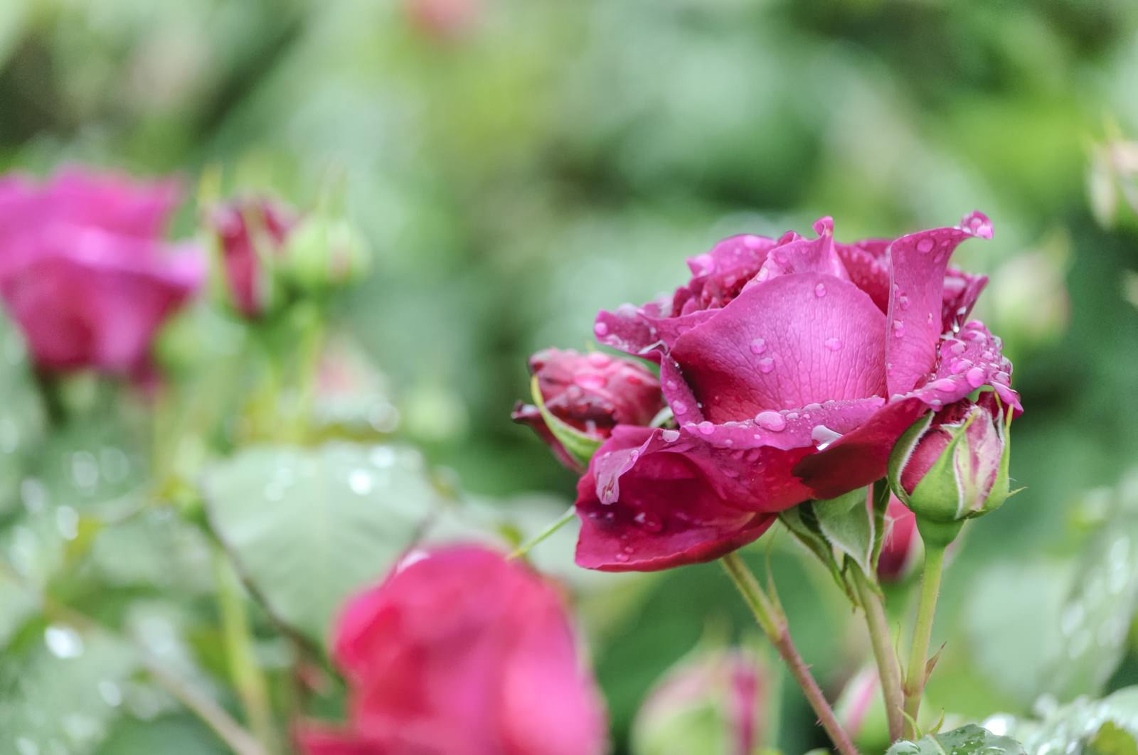 青空を背景に見上げた菜の花