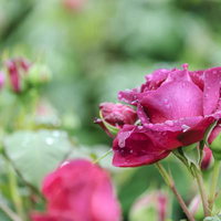 春の青空と菜の花のローアングルの写真