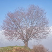 野平の桜の木と雪化粧した山脈の写真