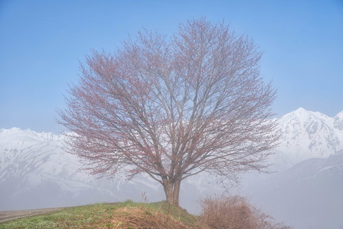 野平の桜の木と雪化粧した山脈