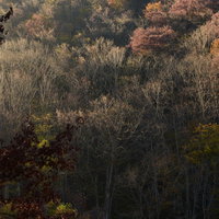 朝日を浴びる冬枯れの木々と林の朝景色の写真