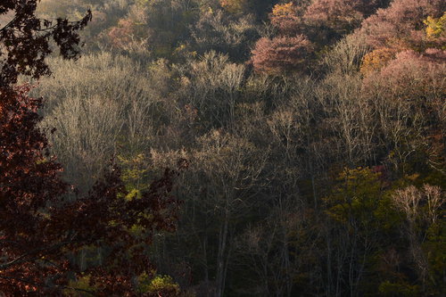 朝日を浴びる冬枯れの木々と林の朝景色