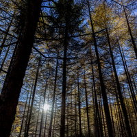 朝日に照らされる黄葉したカラマツ林（甲武信ヶ岳）の写真