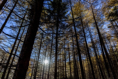 朝日に照らされる黄葉したカラマツ林（甲武信ヶ岳）