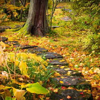 日本庭園の石畳に敷き詰められた紅葉と落ち葉の写真