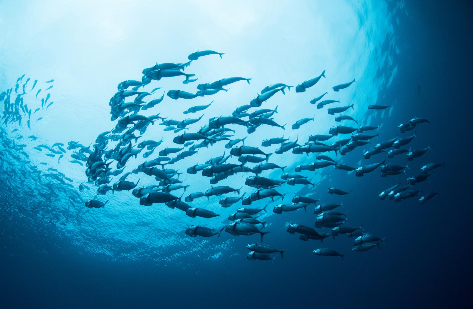 沖縄の海中で群泳するグルクマの大群。銀色に光る魚体が光線の中で泳ぐ