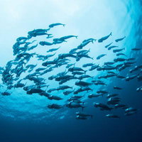 沖縄の海中を泳ぐグルクマの大きな群れ、青い海での魚群の写真