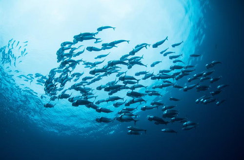 沖縄の海中を泳ぐグルクマの大きな群れ、青い海での魚群