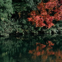 秋の紅葉したもみじと水面に映る木々の反射風景の写真