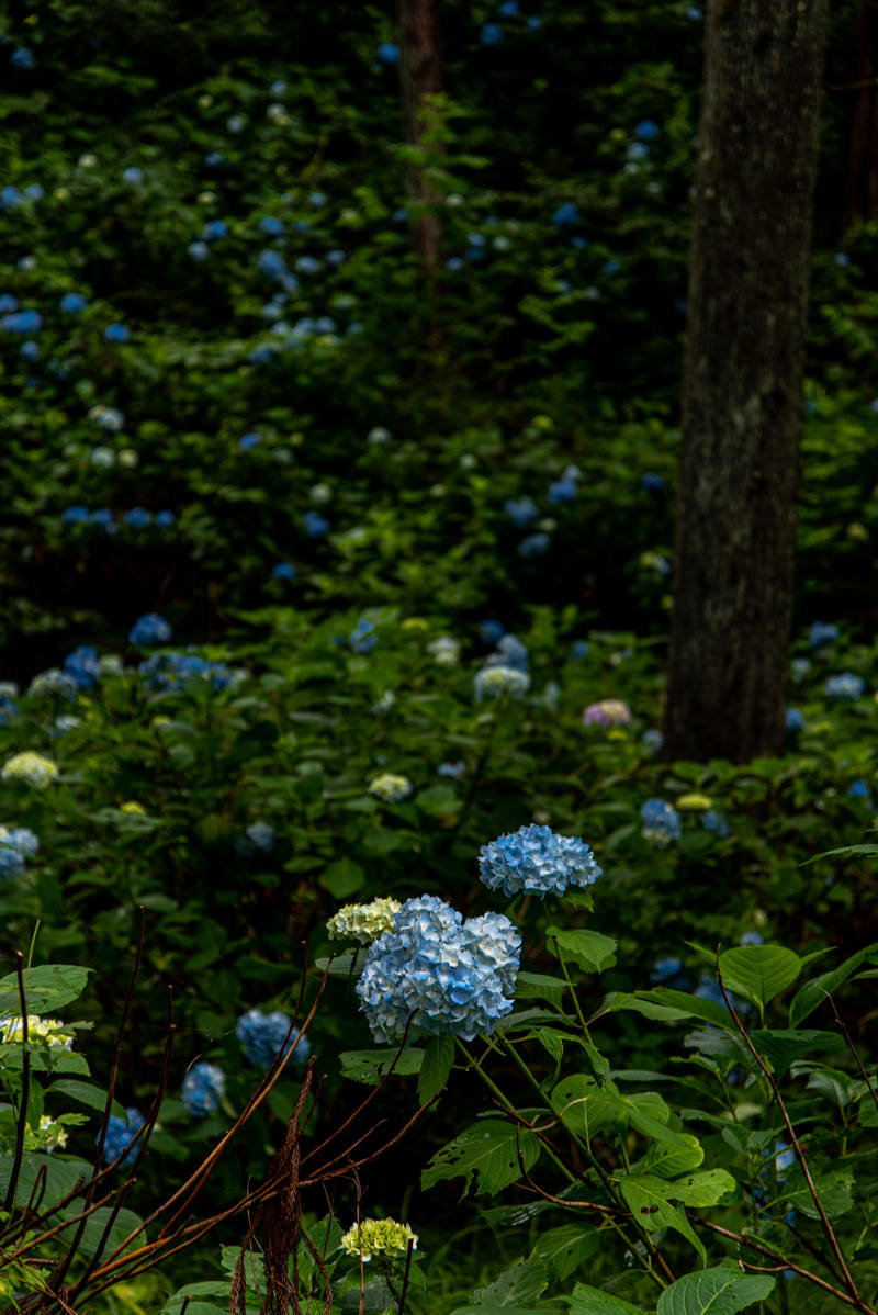 梅雨の森に群生する青い紫陽花