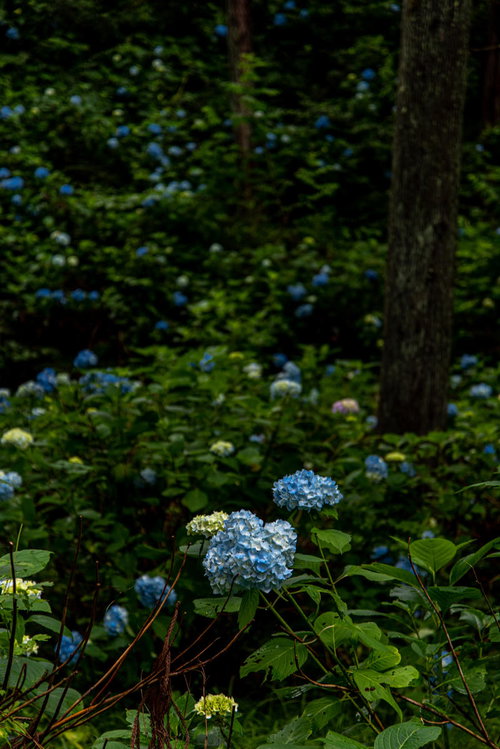 梅雨の森に群生する紫陽花の花たち