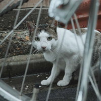 自転車の車輪越しで身構える野良猫の警戒する表情の写真