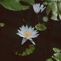 蓮池に咲く白い蓮の花、黄色い花芯と緑の葉の写真