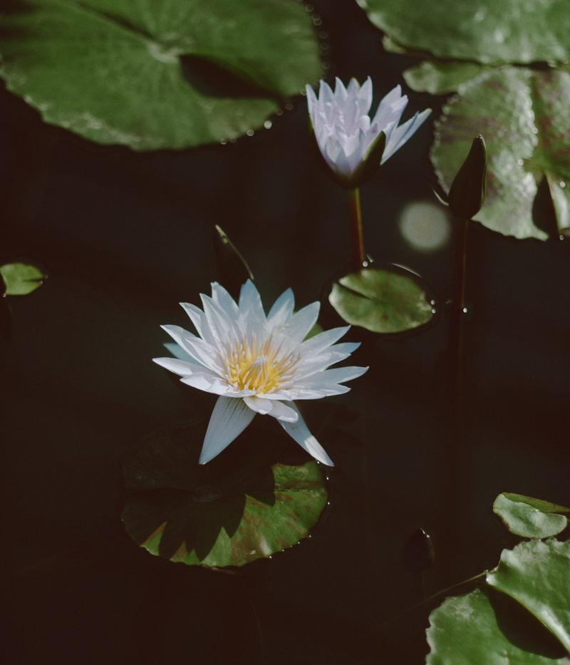 蓮池に咲く白い蓮の花と緑の葉