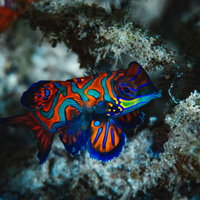 サンゴ礁に生息する人気の熱帯魚ニシキテグリの写真