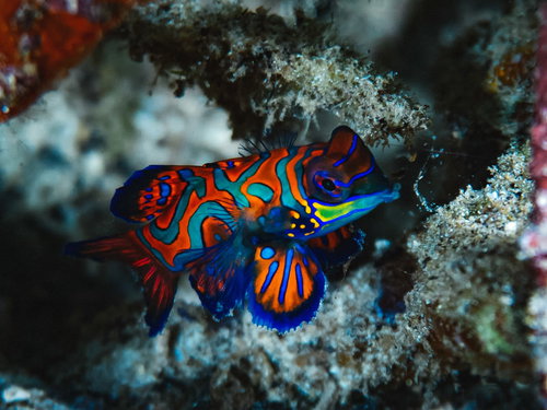 サンゴ礁に生息する人気の熱帯魚ニシキテグリ