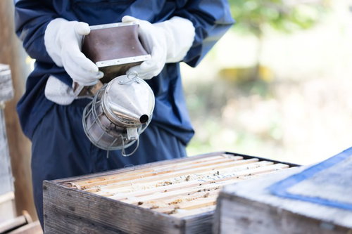 煙を嫌がり、巣の奥に移動するミツバチたちの行動