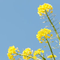 青空に咲く菜の花とナノハナの春の花畑の写真