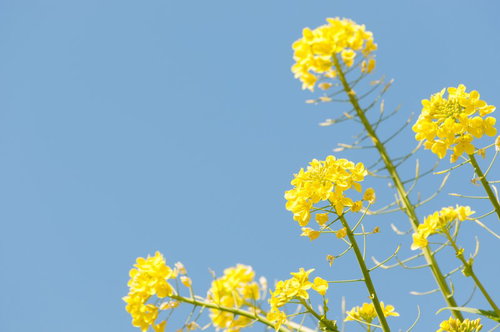 青空に咲く菜の花とナノハナの春の花畑