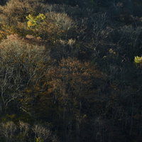 晩秋の森に立ち並ぶ落葉樹の木々と苔むした幹の写真
