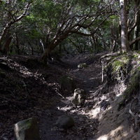 ぐねぐねと曲がった低木が生い茂る天城山の登山道の写真