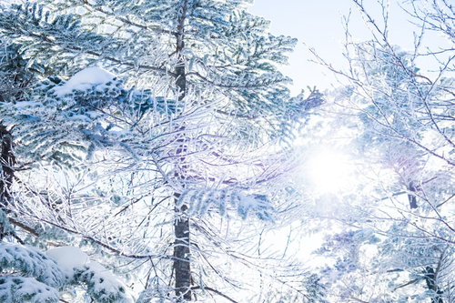 緑色のケーク・サレとクリームの盛り付け