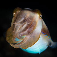 コブシメ（コウイカ科）が海中で口を開く様子の写真
