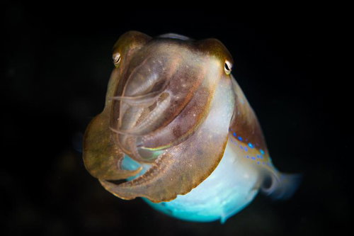 コブシメ（コウイカ科）が海中で口を開く様子