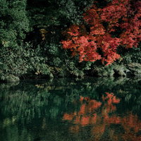 水面に映る紅葉と川岸のモミジの写真