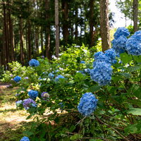 梅雨時期の森の小道に咲く紫陽花の写真