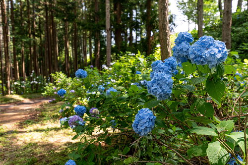 梅雨時期の森の小道に咲く紫陽花