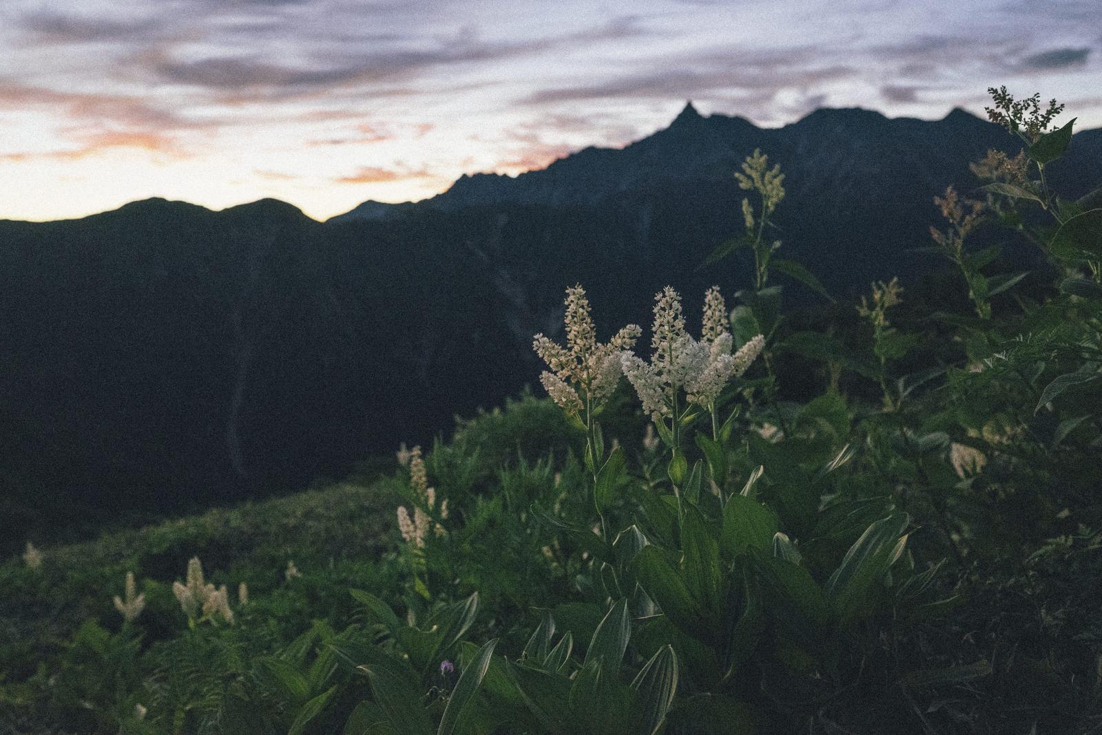 白い花をつけたバイケイソウが群生する山麓、背後に夜明けの空と連なる黒いシルエットの山々