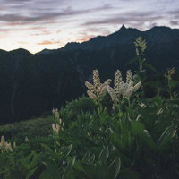夜明けの笠ヶ岳とバイケイソウの群生、日本百名山の高山植物の写真