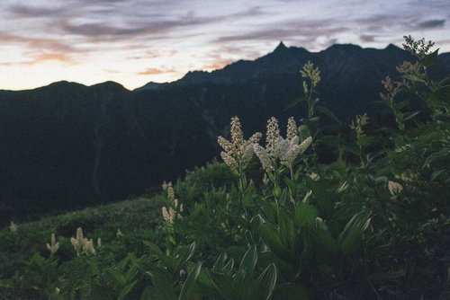 夜明けの笠ヶ岳とバイケイソウの群生、日本百名山の高山植物