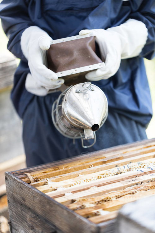 燻煙器を使って蜂をおとなしくさせる養蜂作業