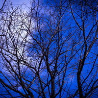 満月と夜空に浮かぶ枯れ木のシルエットの写真