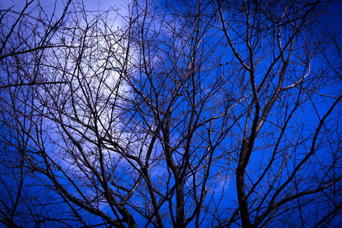 満月と夜空に浮かぶ枯れ木のシルエット