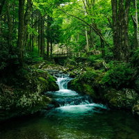 深い森に囲まれた白賀渓谷の上流、エメラルドグリーンの清流の写真