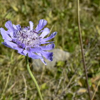 美ヶ原の高原に咲くタカネマツムシソウの花の写真