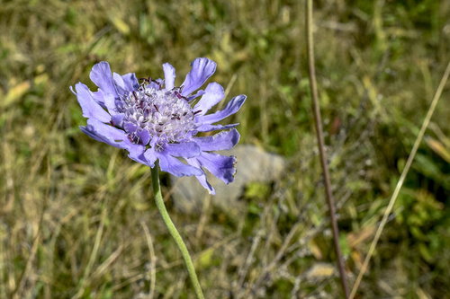美ヶ原の高原に咲くタカネマツムシソウの花