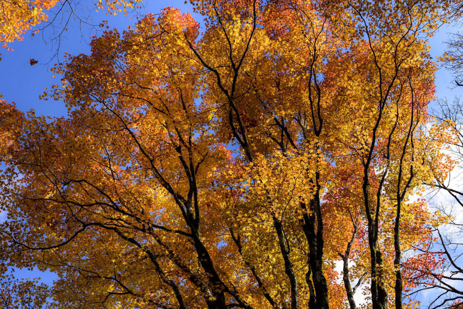 天城山の紅葉の木々を見上げる