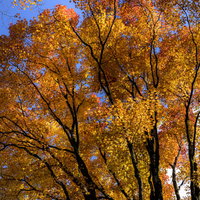 オレンジ色に色づく紅葉の木々（天城山）の写真