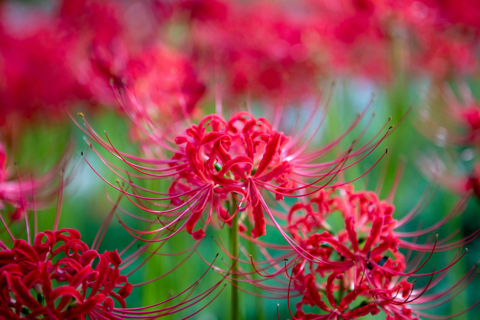 野原に咲く赤い彼岸花の群生、手前の花にピントが合った写真